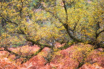 Silver birch (Betula pendula) in autumn, Beinn Eighe National Nature Reserve, Wester Ross, Scotland, UK, October.