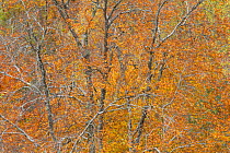 Mixed woodland in autumn, Rogie Falls, Ross-shire, Scotland, UK, October.