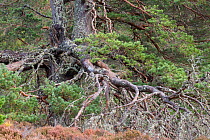 Ancient Scots pine (Pinus sylvestris) showing complex branch systems, Abernethy Forest, Abernethy National Nature Reserve, Cairngorms National Park, Scotland, UK, October.