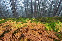 Scots pine (Pinus sylvestris) forest with Bracken (Pteridium aquilinum) ground flora in autumn, Glenfeshie, Cairngorms National Park, Scotland, UK, October.