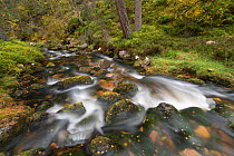 Allt Ruadh river in autumn, Glenfeshie, Cairngorms National Park, Scotland, UK, October.
