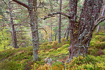 Mixed native woodland in autumn, Allt Ruadh, Glenfeshie, Cairngorms National Park, Scotland, UK, October.