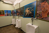 Toilet block with wildlife photographs on walls, Banff National Park, Alberta, Canada, June