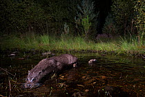 Eurasian otter (Lutra lutra) foraging in woodland burn at night, Glenfeshie, Cairngorms National Park, Scotland, UK, August