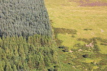 Intensified land use with non-native conifer plantation fenced off from sheep pasture, Carrifran, Moffat, Dumfries and Galloway, Scotland, UK, June