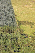 Intensified land use with non-native conifer plantation fenced off from sheep pasture, Carrifran, Moffat, Dumfries and Galloway, Scotland, UK, June