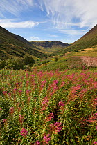 Carrifran Valley, site of major woodland restoration project led by Carrifran Wildwood and Borders Forest Trust, Dumfries and Galloway, Scotland, UK, March