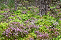 Heather and Blaeberry / Bilberry (Vaccinium myrtillus) ground flora in ancient pine woodland, Abernethy National Nature Reserve, Cairngorms National Park, Scotland, UK, June