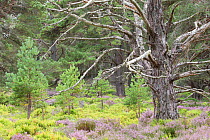 Scots pine (Pinus sylvestris) saplings and mature tree in Abernethy Forest, Abernethy National Nature Reserve, Cairngorms National Park, Scotland, UK, June