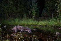 Eurasian otter (lutra lutra) foraging in woodland burn at night, Glenfeshie, Cairngorms National Park, Scotland, August