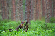 Pine marten (Martes martes) standing against log in pine forest, Glenfeshie, Cairngorms National Park, Scotland, UK, July.