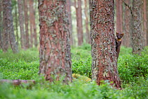 Pine marten (Martes martes) exploring pine woodland, Glenfeshie, Cairngorms National Park, Scotland, UK, July.