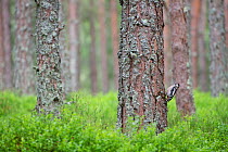 Great spotted woodpecker (Dendrocopos major) juvenile foraging in pine woodland, Glenfeshie, Cairngorms National Park, Scotland, UK, July.
