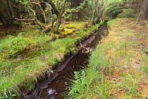 Ditch through woodland dug by Eurasian beavers (Castor fiber), Knapdale Forest, Argyll, Scotland, UK, June 2016.
