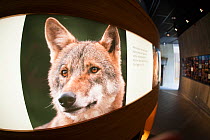 Eurasian wolf (Canis lupus lupus) photo by Staffan Widstrand  at the Big Five  Carnivore Information Centre. The exhibition explores man's complex relationship with big carnivores in Sweden.
