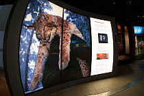 Hunted Eurasian lynx (Lynx lynx) photo by Magnus Elander at the Big Five Carnivore Information Centre. The exhibition explores man's complex relationship with big carnivores in Sweden.