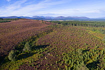 Natural regeneration of pine woodland on Dorback Estate, Cairngorms National Park, Scotland, UK, June