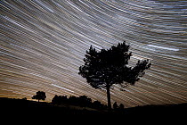 Scots pine (Pinus sylvestris) tree silhouetted against night sky with star trails, Kinveachy, Cairngorms National Park, Scotland