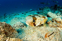 Long-spine porcupinefish (Diodon holocanthus) Salvatierra wreck dive site, Sea of Cortez, Baja California, Mexico, East Pacific Ocean