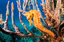 Pacific seahorse (Hippocampus ingens) Salvatierra wreck diving place, Sea of Cortez, Baja California, Mexico, East Pacific Ocean