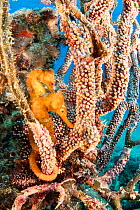 Pacific seahorse (Hippocampus ingens) pair, Salvatierra wreck diving place, Sea of Cortez, Baja California, Mexico, East Pacific Ocean