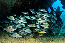 Shoal of Greybar grunt (Haemulon sexfasciatum), under the stern of the Salvatierra wreck, Sea of Cortez, Baja California, Mexico, East Pacific Ocean