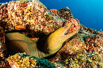 Green moray (Gymnothorax castaneus), Sea of Cortez, Baja California, Mexico, East Pacific Ocean