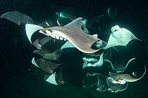 School of Munk's devil ray, (Mobula munkiana), feeding on plankton at night, Espiritu Santo Island, Sea of Cortez, Baja California, Mexico, East Pacific Ocean
