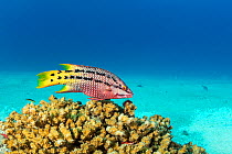 Mexican hogfish (Bodianus diplotaenia) female, Sea of Cortez, Baja California, Mexico, East Pacific Ocean