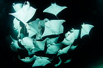 School of Munk's devil ray, (Mobula munkiana), feeding on plankton at night, Espiritu Santo Island, Sea of Cortez, Baja California, Mexico, East Pacific Ocean