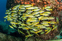 Shoal of blue-and-gold snapper, (Lutjanus viridis), Sea of Cortez, Baja California, Mexico, East Pacific Ocean