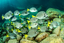 Shoal of Yellowtail surgeonfish (Prionurus punctatus) Sea of Cortez, Baja California, Mexico, East Pacific Ocean