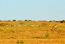 African lioness (Panthera leo) Following a red lechwe herd (Kobus leche) in Duba Plains concession. Okavango delta, Botswana