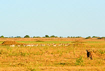 African lioness (Panthera leo) Following a red lechwe herd (Kobus leche) in Duba Plains concession. Okavango delta, Botswana