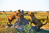 Afrian lioness (Panthera leo) playing with her juvenile cub aged 2 years in Duba Plains concession. Okavango delta, Botswana