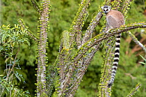 Ring tailed lemur (Lemur catta) sitting on spiny plant, Berenty Private Reserve, southern Madagascar.