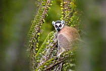 Ring tailed lemur (Lemur catta) sitting amongst spiny plants, Berenty Private Reserve, southern Madagascar.