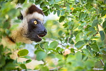 Verreaux's sifaka (Propithecus verreauxi) portrait, in a tree eating leaves, Berenty Private Reserve, southern Madagascar.