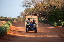 Workers returning from Sisal plantations in tractor and trailer along dirt track, Berenty Private Reserve, southern Madagascar, August 2016.