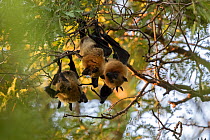 Madagascar fruit bat / Flying fox (Pteropus rufus), three hanging in a tree at a roost, Berenty Private Reserve, southern Madagascar.