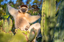 Verreaux's sifaka (Propithecus verreauxi) female sitting in a cactus with sleeping baby, Berenty Private Reserve, southern Madagascar.