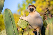Verreaux's sifaka (Propithecus verreauxi) sitting in a nibbled cactus, Berenty Private Reserve, southern Madagascar.