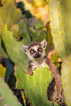 RF - Ring tailed lemur (Lemur catta) feeding on nibbled cactus, Berenty Private Reserve, southern Madagascar. (This image may be licensed either as rights managed or royalty free.)