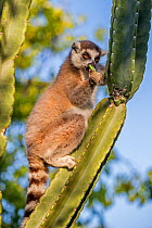 Ring tailed lemur (Lemur catta) feeding on cactus, Berenty Private Reserve, southern Madagascar.