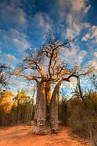 Baobab (Adansonia rubrostipa) tree in late afternoon light, Berenty Private Reserve, southern Madagascar, August 2016.
