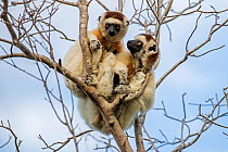 Verreaux's sifaka (Propithecus verreauxi) pair snuggling close together to prepare for the cold night ahead, Berenty Private Reserve, southern Madagascar.
