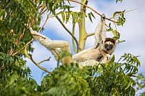 Verreaux's sifaka (Propithecus verreauxi) hanging in tree in lounging position while eating leaves, Berenty Private Reserve, southern Madagascar.