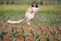 Verreaux's sifaka (Propithecus verreauxi) jumping across a sisal plantation, Berenty Private Reserve, southern Madagascar, August 2016.