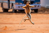 Verreaux's sifaka (Propithecus verreauxi) running across a road with bus in background, Berenty Private Reserve, southern Madagascar, August 2016.
