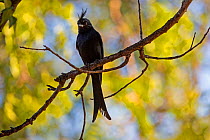 Crested drongo (Dicrurus forficatus) perching on branch, Berenty Private Reserve, southern Madagascar.